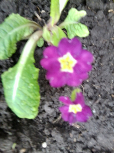 primule-multumesc ileana