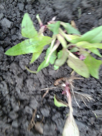 echinaceea -multumesc ileana