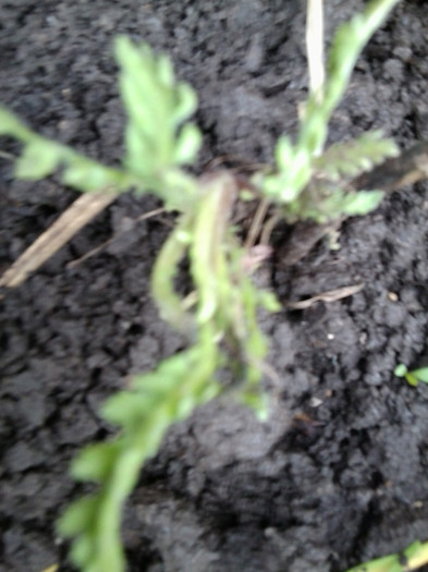 coada soricelului galbena -multumesc ileana