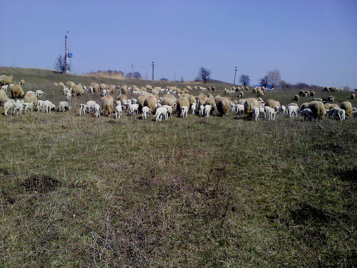 DSC01794 - 8 oile cu miei 2012