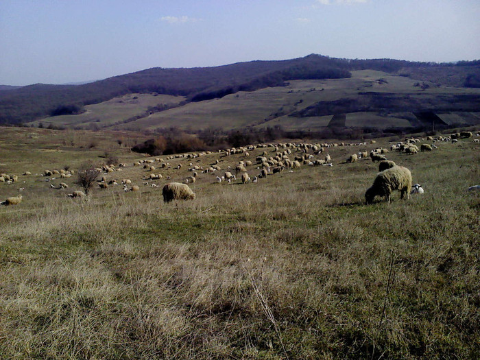 DSC01821 - 8 oile cu miei 2012