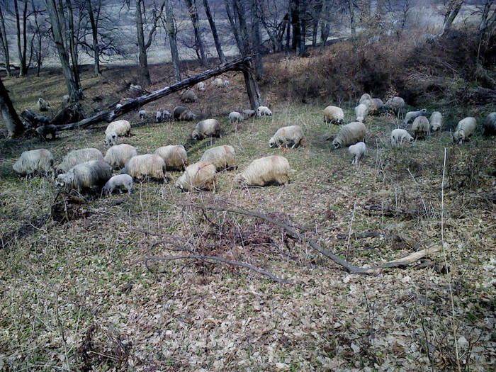 DSC01925 - 8 oile cu miei 2012