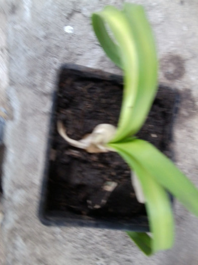 agapanthus-multumesc ileana