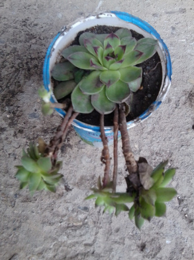 multumesc ileana - cactusi si suculente