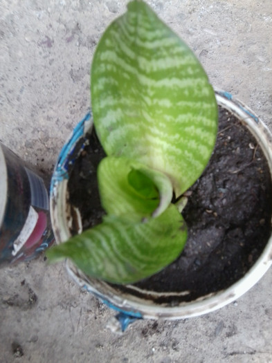 multumesc ileana - cactusi si suculente