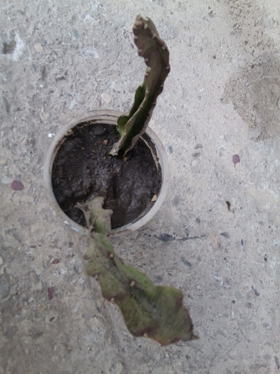 multumesc ileana - cactusi si suculente