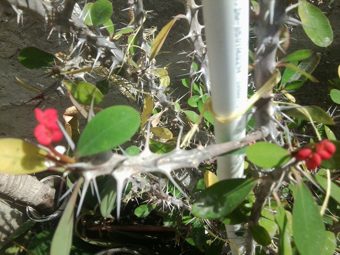 Fotografie3283 - cactusi si suculente