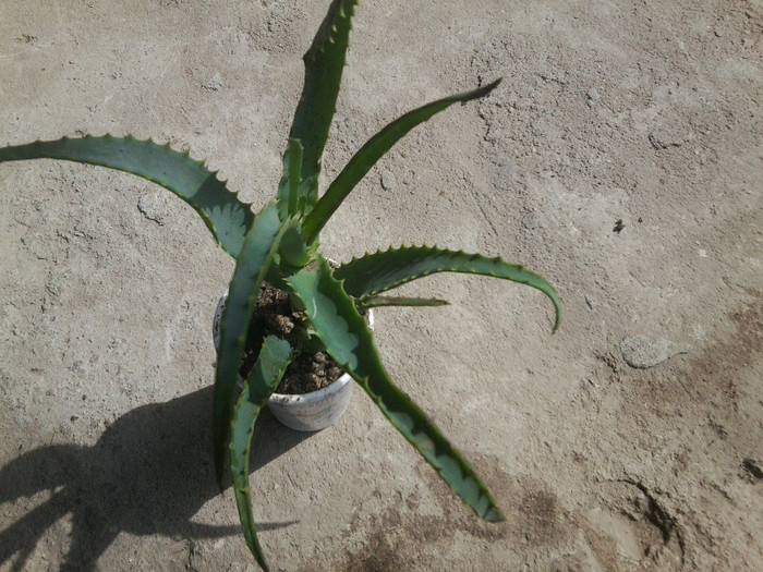 multumesc ileana - cactusi si suculente