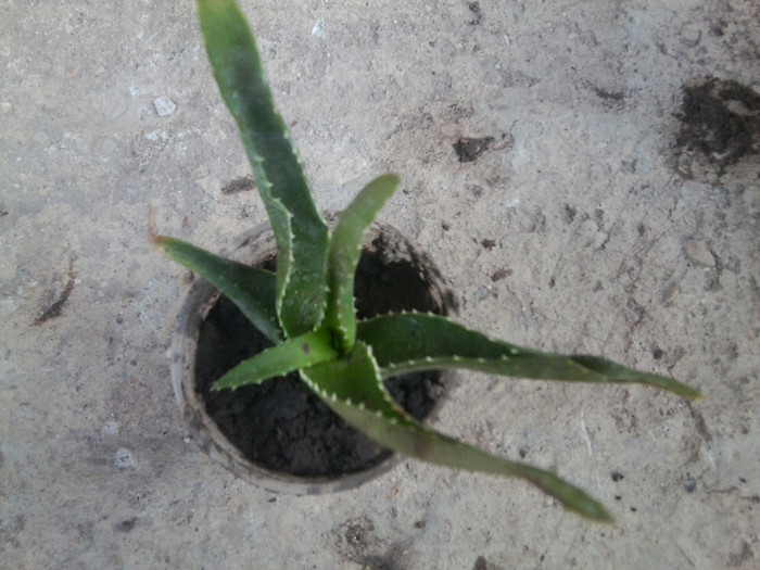 multumesc ileana - cactusi si suculente