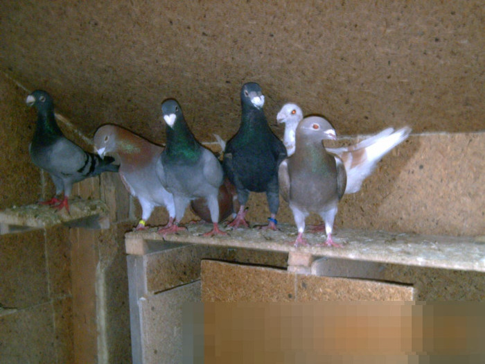 mai multi porumbei - PORUMBEI 2012