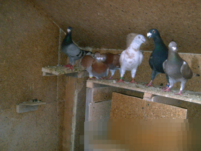 mai multi porumbei - PORUMBEI 2012