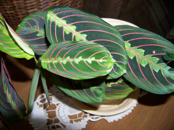 Calathea Marantha Aprilie 8 - b_Comparativ Aprilie 8