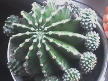 Echinopsis