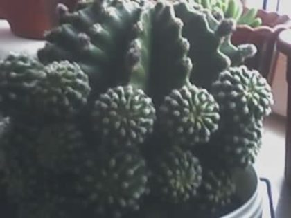 Echinopsis - cactusi - 2012