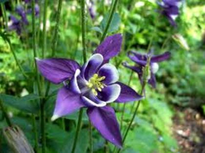 aquilegia vulgaris - Ce mi-as dori