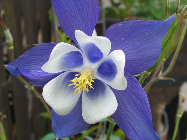 aquilegia_caerula_blue_star - Ce mi-as dori