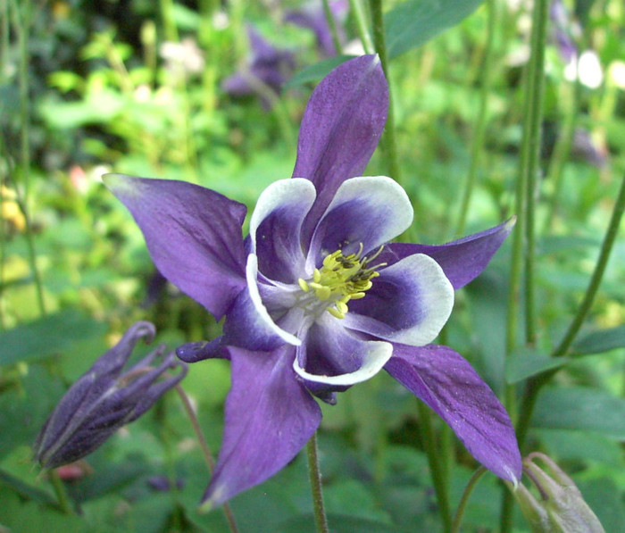 Aquilegia_vulgaris1