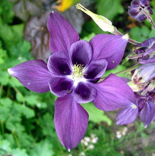 blue-aquilegia - Ce mi-as dori