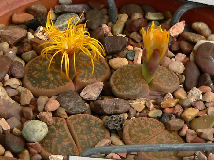 Lithops lesliei (Pietricica) - Ce mi-as dori