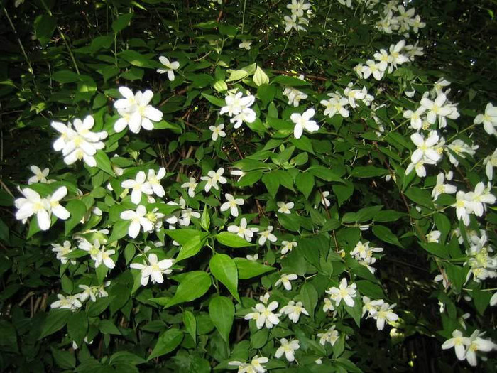 Philadelphus coronarius (iasomia de gradina) - Ce mi-as dori