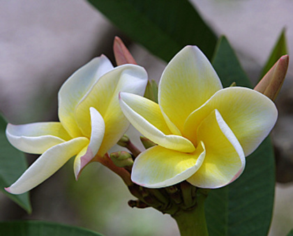 Plumeria