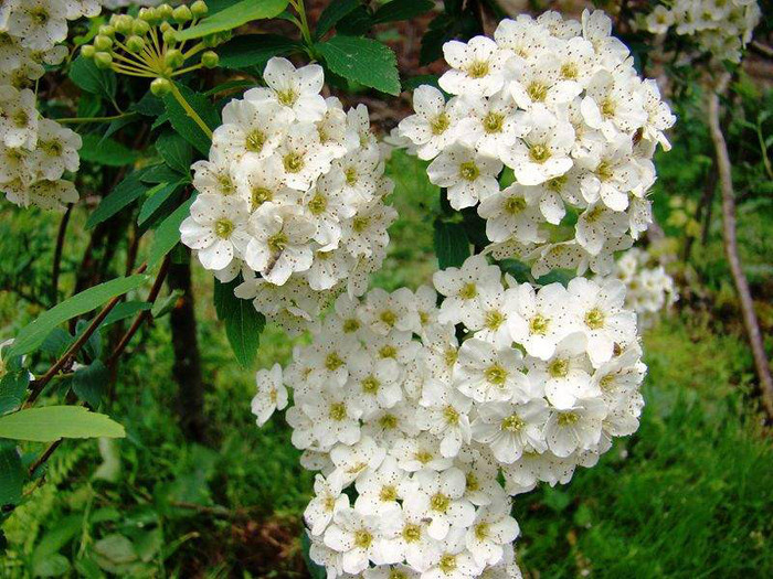 Spiraea vanhouttei (taula) - Ce mi-as dori