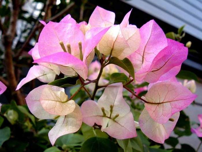BOUGAINVILLEA (Floarea de hartie)