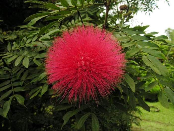 CALLIANDRA HAEMATOCEPHALA (Pamatuful rosu) - Ce mi-as dori