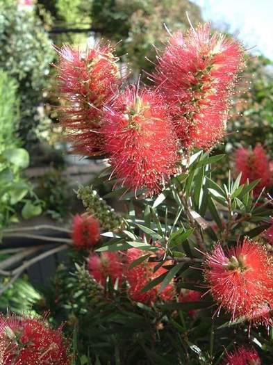 CALLISTEMON CYTRINIUS (Spalator de sticle) - Ce mi-as dori