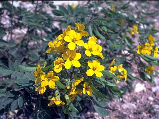 CASSIA CORYMBOSA (Frunza de catifea)