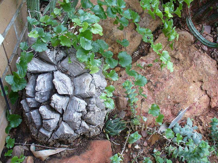 Dioscorea elephantipes (Planta broasca testoasa) - Ce mi-as dori