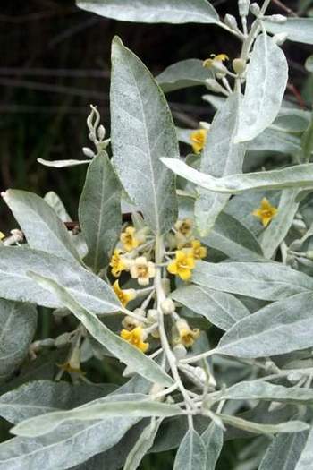 Elaeagnus angustifolia (salcie mirositoare, rachitica, maslin salbatic)