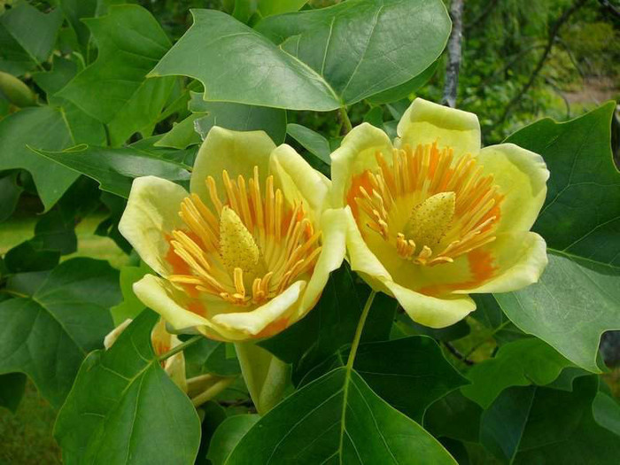 Liriodendron tulipifera (arbore de lalea)