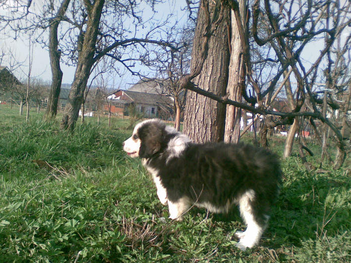 07042012(006) - caini ciobanesti de bucovina care au fost sau sunt in proprietatea mea
