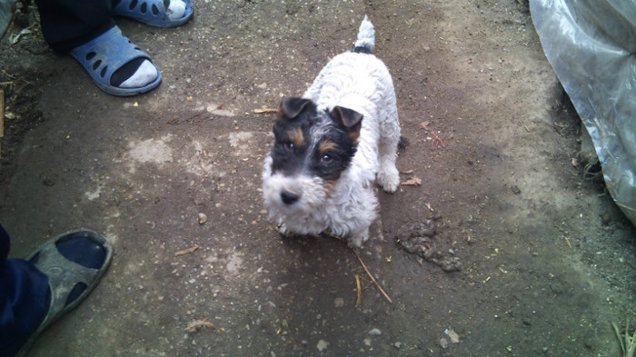 Lesi - fox terrier