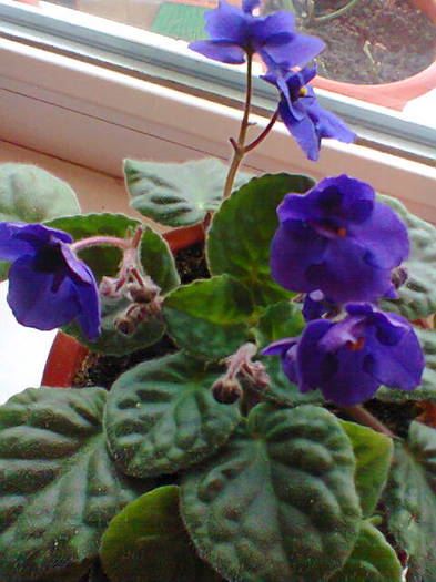 Violeta albastra