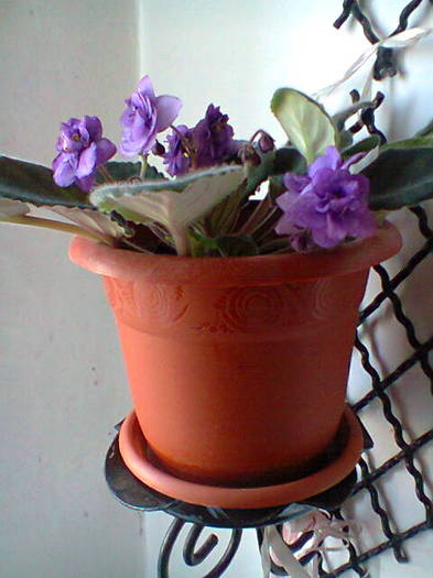 Violeta lila