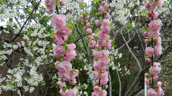 DSCN2048 - PRUNUS TRILOBA