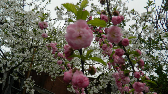 DSCN2058 - PRUNUS TRILOBA