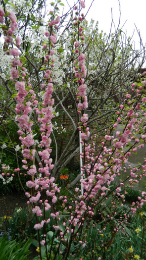 DSCN2067 - PRUNUS TRILOBA