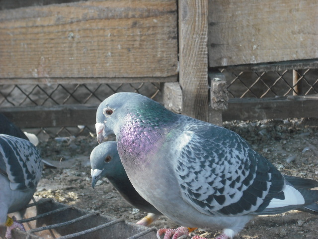 jan arden - VOIAJORI