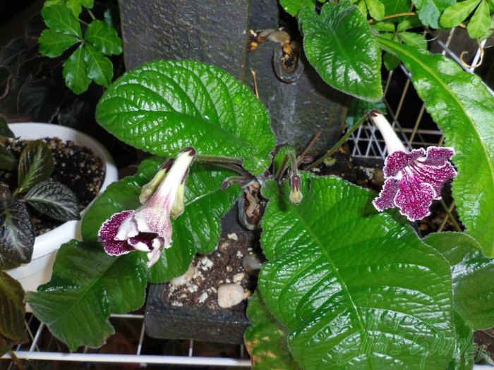 06 apr. 2012 - Streptocarpus Burgundia