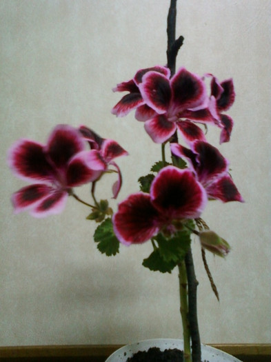 8 aprilie 2012-flori 001 - muscate
