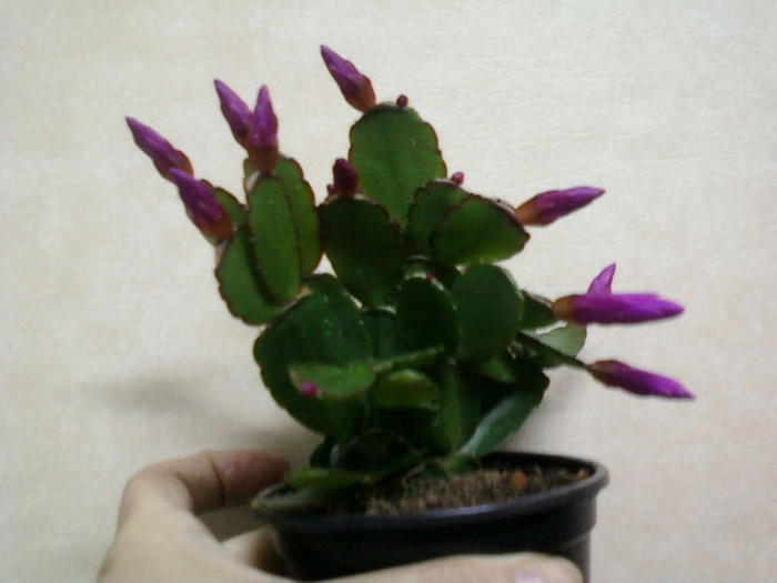8 aprilie 2012-flori 007 - rhipsalidopsis