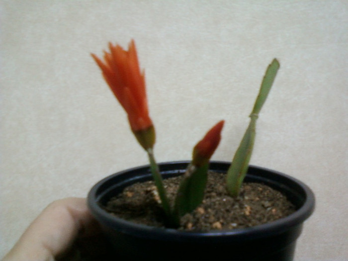 8 aprilie 2012-flori 013 - rhipsalidopsis