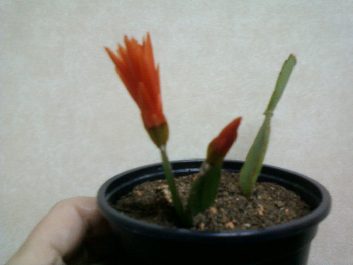 rhipsalidopsis portocaliu - rhipsalidopsis