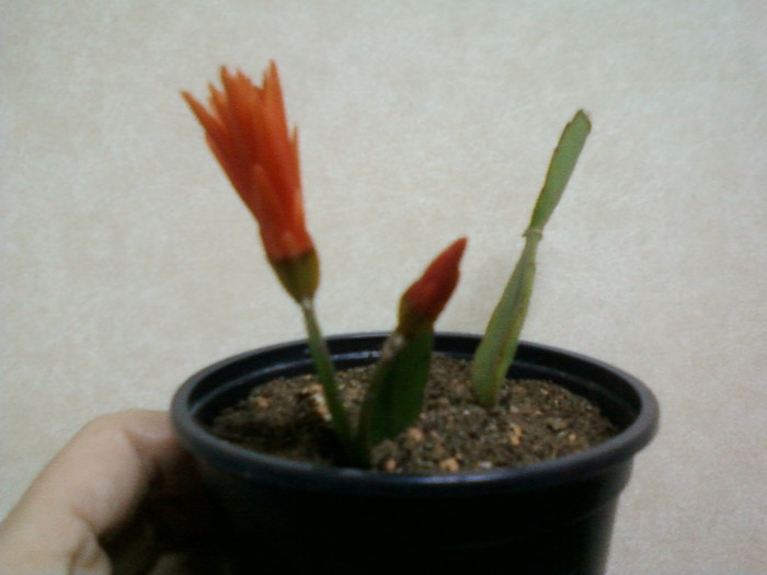 8 aprilie 2012-flori 015 - rhipsalidopsis