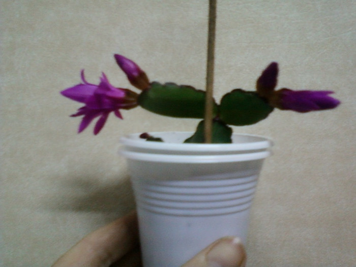 8 aprilie 2012-flori 016 - rhipsalidopsis