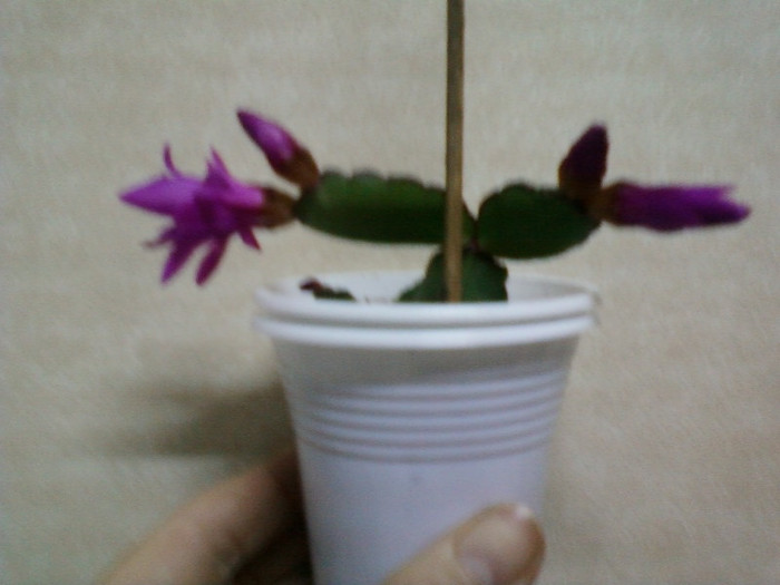 8 aprilie 2012-flori 022 - rhipsalidopsis