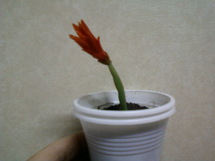 rhipsalidopsis portocaliu-pt mama